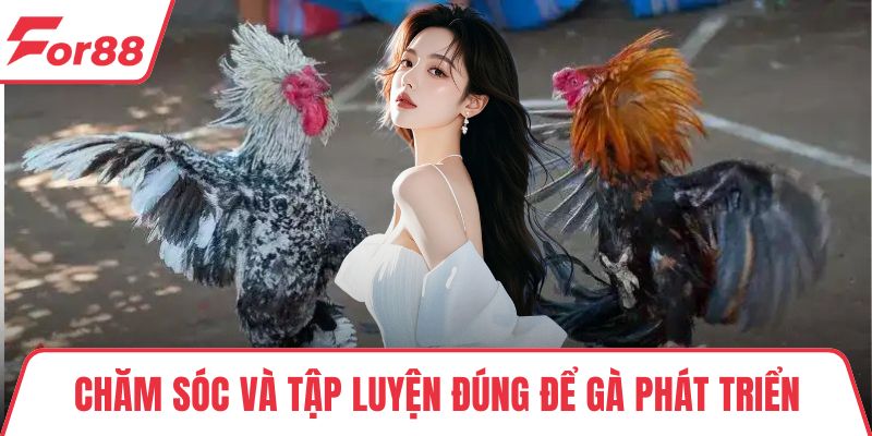 Chăm sóc và tập luyện đúng để gà phát triển