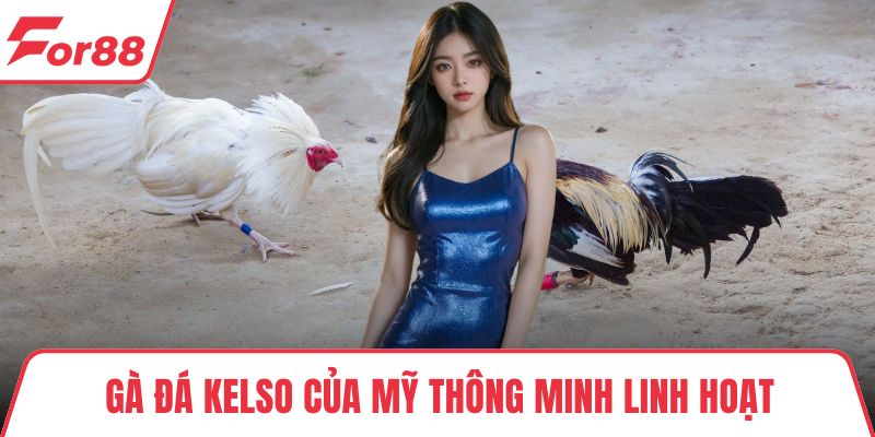Gà đá Kelso của Mỹ thông minh linh hoạt
