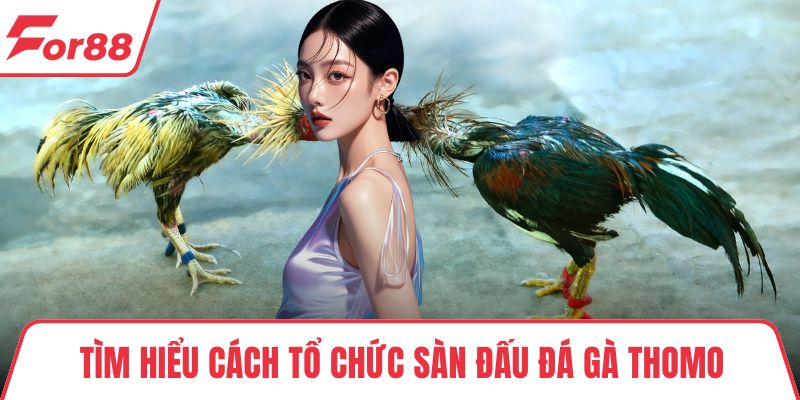 Tìm hiểu cách tổ chức sàn đấu đá gà Thomo